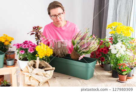 A 50-year-old woman transplanting autumn heather flowers into pots, enhancing her home terrace or balcony with vibrant seasonal decor 127980309