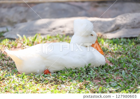 The white Duck is stay in nature garden 127980603