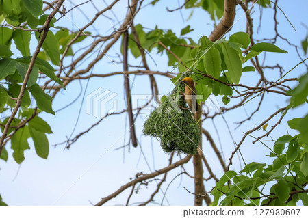 The yellow bird on Build nest from dry stick hay in nature 127980607