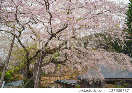 島田市川根町(靜岡縣)的十榮櫻花風景 島田市川根町(靜岡縣)的十榮櫻花風景 127980787