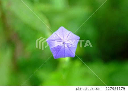 Bellflower (bud) Bellflower (bud) 127981179