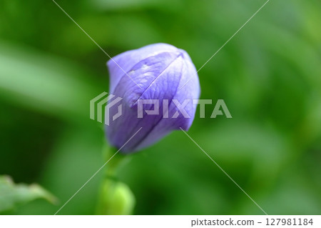 風鈴草（芽） 127981184