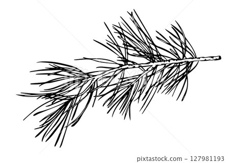 Vector line art illustration of a pine branch. Hand drawn sketch of a conifer twig, isolated on a white background. Suitable for nature, botanical, and seasonal themes like winter and Christmas. 127981193