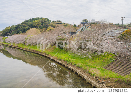 靜岡縣牧之原市勝又川兩岸的櫻花樹 靜岡縣牧之原市勝又川兩岸的櫻花樹 127981281