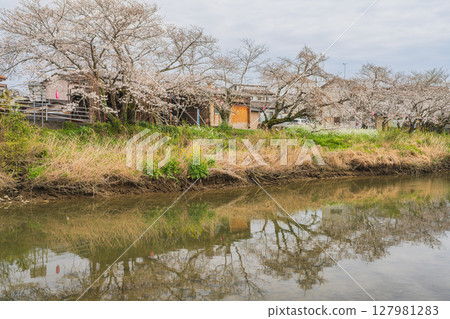 Cherry blossom trees lined the Katsumata River in Makinohara City (Shizuoka Prefecture) Cherry blossom trees lined the Katsumata River in Makinohara City (Shizuoka Prefecture) 127981283