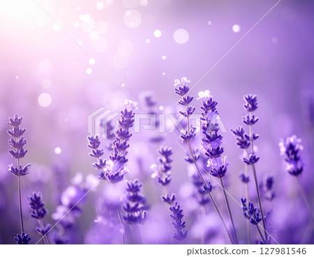 Lavender in the setting sun 127981546