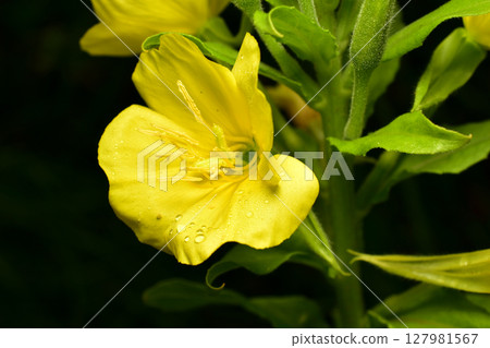 Donkey's claw is a biennial plant of the Onagraceae family. Donkey's claw is a biennial plant of the Onagraceae family. 127981567