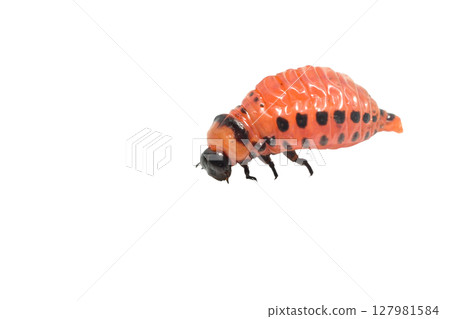 Colorado potato beetle larva. 127981584