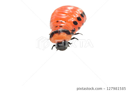 Colorado potato beetle larva. Colorado potato beetle larva. 127981585