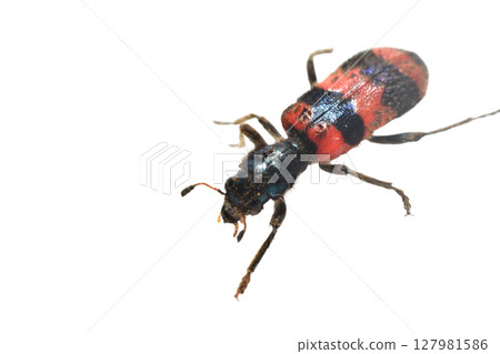 Bee variegated beetle is a beetle of the variegated beetle family. Bee variegated beetle is a beetle of the variegated beetle family. 127981586