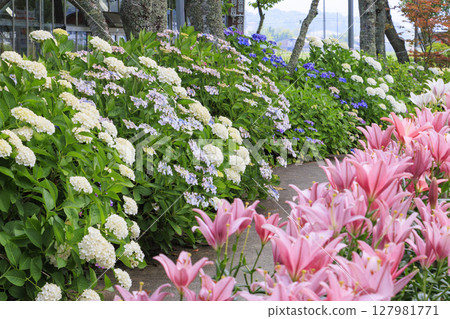 Shinoyama Yuri Tamamizu Garden, co-starring hydrangea and lily in full bloom Shinoyama Yuri Tamamizu Garden, co-starring hydrangea and lily in full bloom 127981771