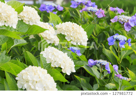 筱山由里玉水花園，共同主演的繡球花和盛開的百合 127981772