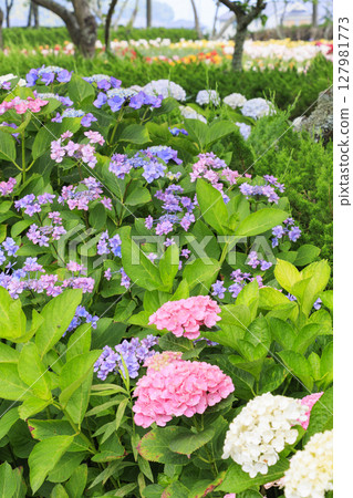 筱山由里玉水花園，共同主演的繡球花和盛開的百合 127981773