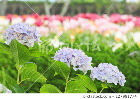 Shinoyama Yuri Tamamizu Garden, co-starring hydrangea and lily in full bloom 127981774