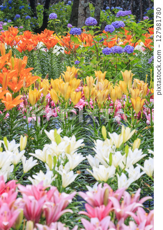 Shinoyama Yuri Tamamizu Garden, co-starring hydrangea and lily in full bloom 127981780