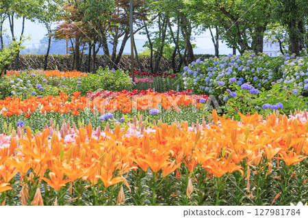筱山由里玉水花園,共同主演的繡球花和盛開的百合 筱山由里玉水花園,共同主演的繡球花和盛開的百合 127981784