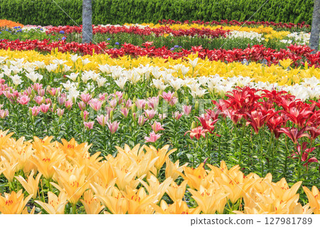 Shinoyama Yuri Tamamizu Garden, co-starring hydrangea and lily in full bloom 127981789