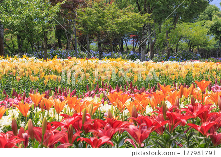 Shinoyama Yuri Tamamizu Garden, co-starring hydrangea and lily in full bloom 127981791