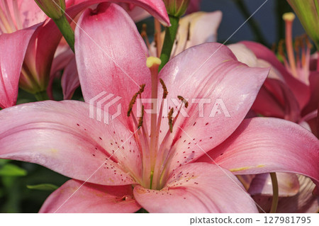 筱山由里玉水花園，共同主演的繡球花和盛開的百合 127981795