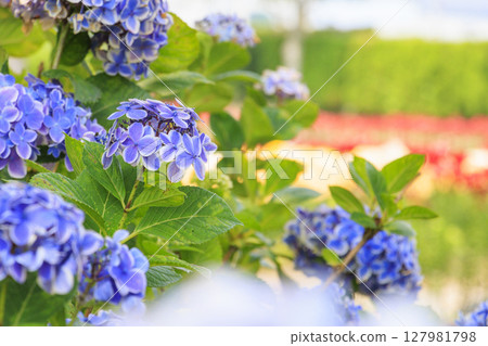 Shinoyama Yuri Tamamizu Garden, co-starring hydrangea and lily in full bloom 127981798