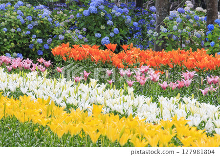Shinoyama Yuri Tamamizu Garden, co-starring hydrangea and lily in full bloom Shinoyama Yuri Tamamizu Garden, co-starring hydrangea and lily in full bloom 127981804