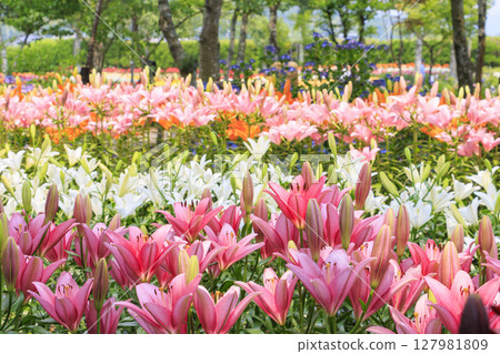 Shinoyama Yuri Tamamizu Garden, co-starring hydrangea and lily in full bloom Shinoyama Yuri Tamamizu Garden, co-starring hydrangea and lily in full bloom 127981809