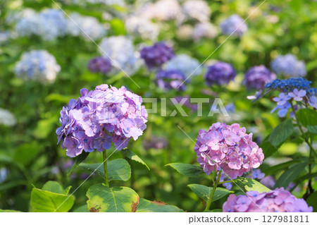 筱山由里玉水花園，共同主演的繡球花和盛開的百合 127981811