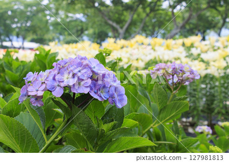 筱山由里玉水花園,共同主演的繡球花和盛開的百合 筱山由里玉水花園,共同主演的繡球花和盛開的百合 127981813