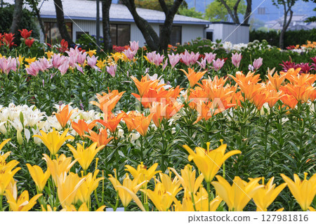 筱山由里玉水花園，共同主演的繡球花和盛開的百合 127981816