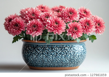 Aesthetic of cottage plant. Chrysanthemums bush with fleshy leaves and red flowers. Aesthetic of cottage plant. Chrysanthemums bush with fleshy leaves and red flowers. 127981859