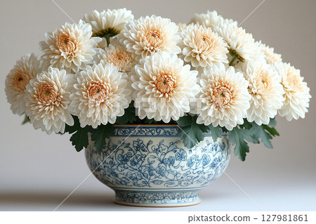 Modern plant-related marketing. Chrysanthemums plant with white flowers on a white background. Small potted plant. Modern plant-related marketing. Chrysanthemums plant with white flowers on a white background. Small potted plant. 127981861