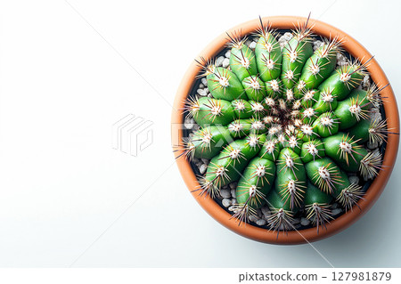 Minimalist aesthetic. Potted cactus with spines on a white background. Top view. 127981879
