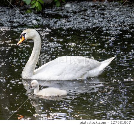 Mother Swan Swims Gracefully With Her Cygnet in Calm Water 127981907