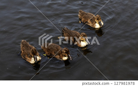 Four Ducklings Swimming Together in Calm Water 127981978