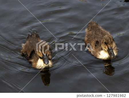 Two Ducklings Swimming in Calm Water Close Up 127981982