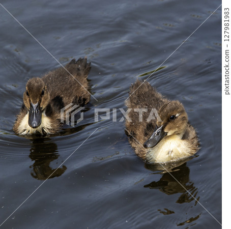 Two Ducklings Swimming Together in a Pond 127981983
