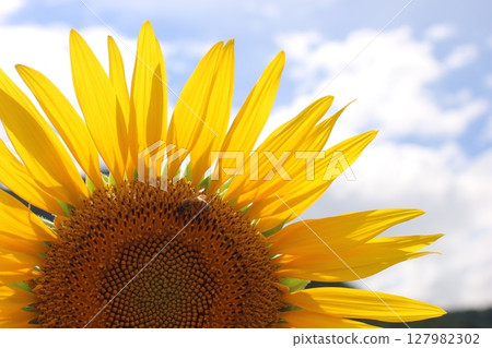 蜜蜂在夏日的天空中採集蜂蜜和向日葵 127982302