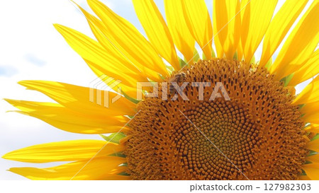 Summer sunflower with bees collecting nectar Summer sunflower with bees collecting nectar 127982303