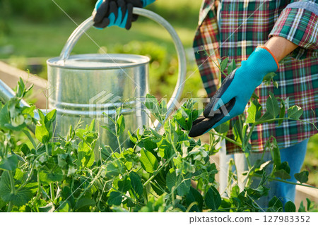 Gardener with watering can near raised garden bed of green pea plants 127983352