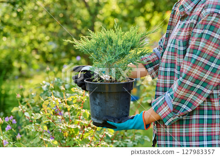 Plant Juniperus in pot in the hands of gardener 127983357