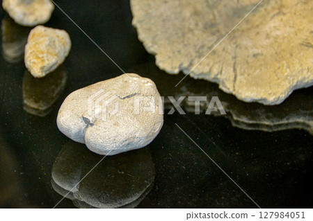 fossil trilobite imprint in the sediment. 3.6 Billion Year old Trilobite. Dinosaur skeleton in ground stone Fossil Tyrannosaurus archaeological excavations. 127984051