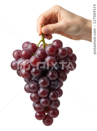 Hand holding a bunch of grapes, fresh purple fruit with dewy texture, organic farming harvest Hand holding a bunch of grapes, fresh purple fruit with dewy texture, organic farming harvest 127984524