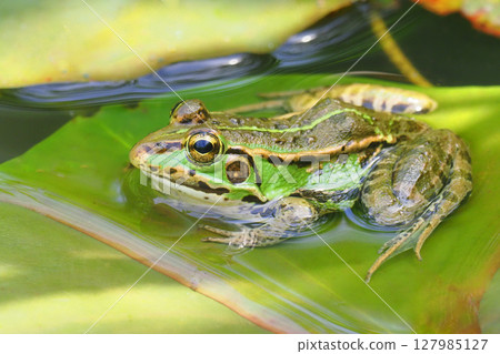 Tokyo dalo frog 127985127