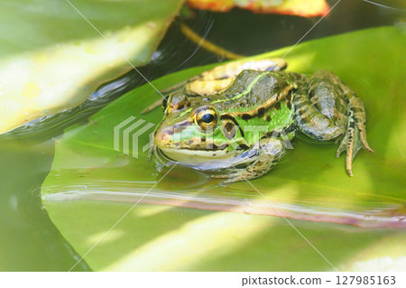 Tokyo dalo frog 127985163