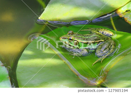 Tokyo dalo frog 127985194