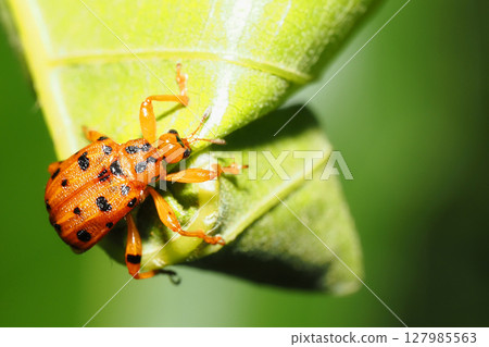 一隻雌性斑葉象鼻蟲正在用橡樹葉子搭建搖籃 127985563