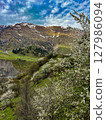 Blooming cherry trees against the mountains on the Georgian Military road. High quality photo 127986094