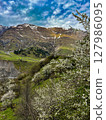 Blooming cherry trees against the mountains on the Georgian Military road. High quality photo 127986095