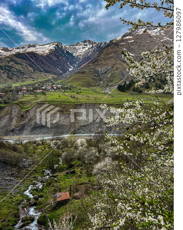 Blooming cherry trees against the mountains on the Georgian Military road. High quality photo 127986097