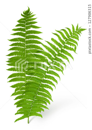 fresh fern leaf isolated on white background fresh fern leaf isolated on white background 127986315